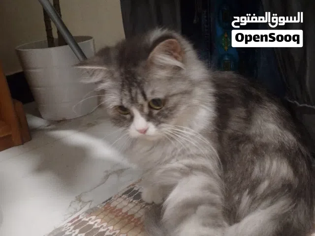 قطه للتبني