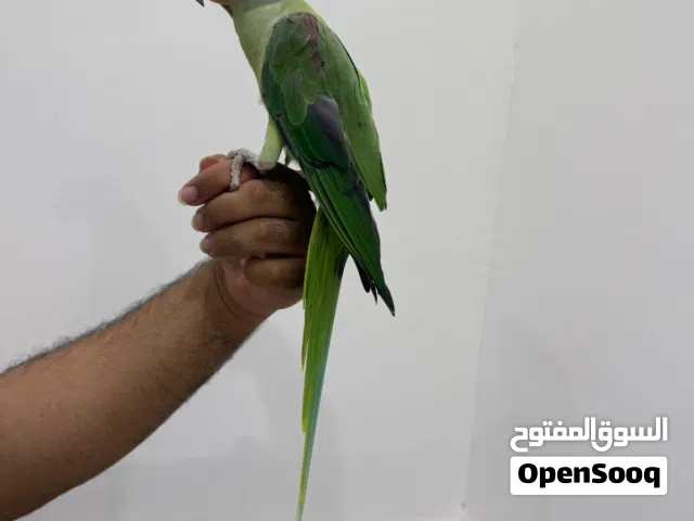 للبيع انثئ نيبالي اليفه جدآ جدآ م شاء الله تابع الوصف مهم