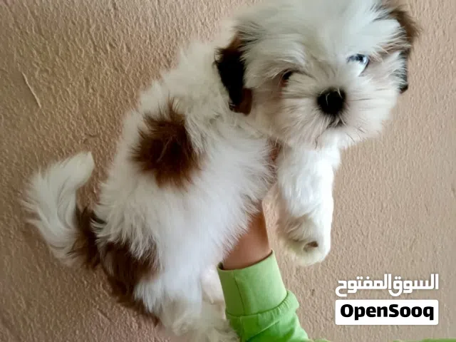 Beautiful Shih Tzu puppy 2 months male shihtzu