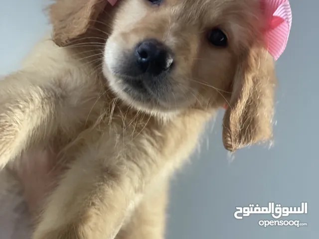 Golden retriever puppies males and females