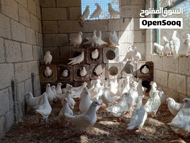 حمام فرنسي Pure الأصلي