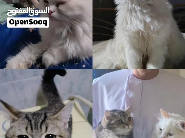 قطط للبيع التفاصيل تحت  :