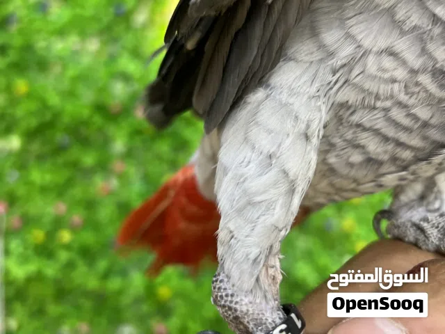 كاسكو افريقي محلق للبيع