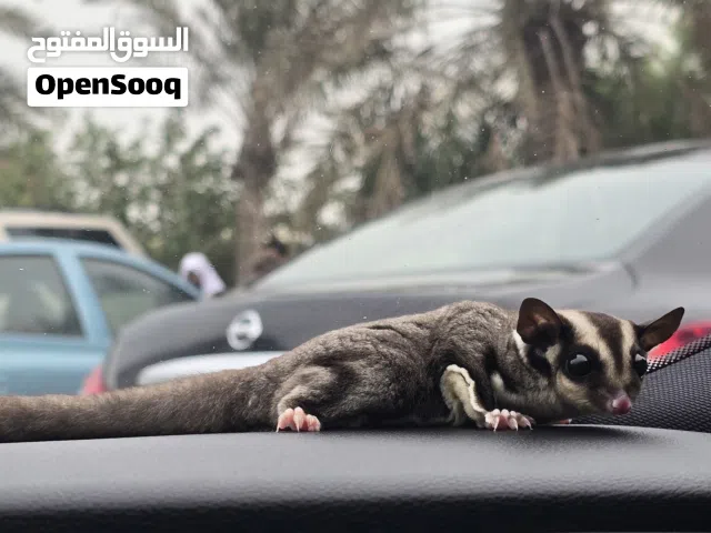 للبيع سنجاب sugar glider اليف ومتعلم بسعر 55 دينار فقط