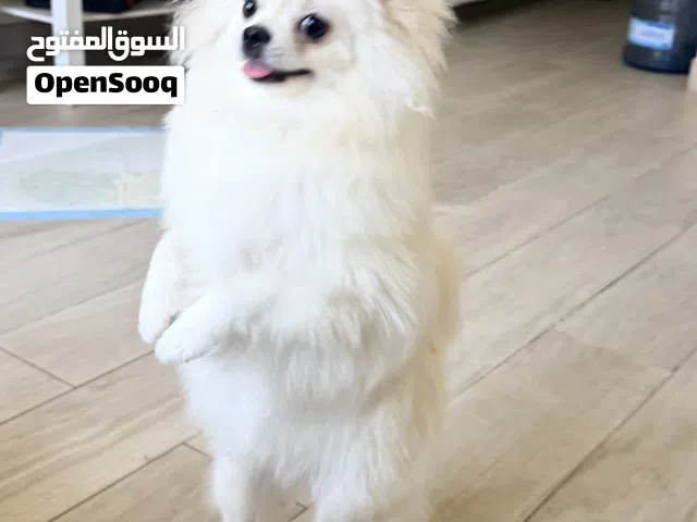 Female Pomeranian 8 months