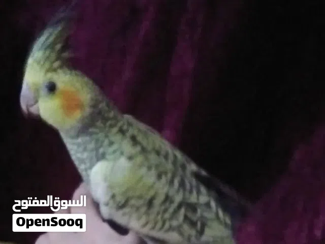 كوكتيل هولندي ازابيل نثيه بيع بغداد جهة رصافه منطقة كريعات