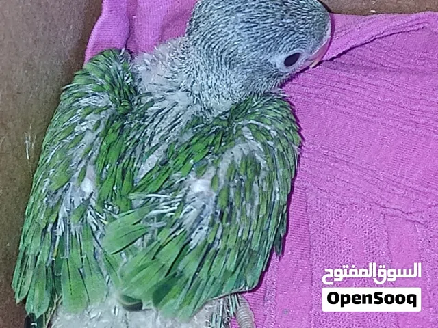 افراخ ببغاء الدره الهنديه. شوف الوصف مهم جداً