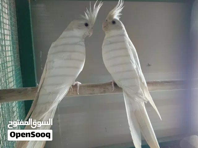 التفاصيل كله بل منشور اقره قبل لا تراسل