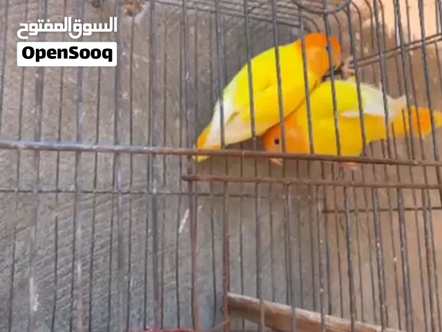 كوبيه اورنج سعرها 380 من الاخير