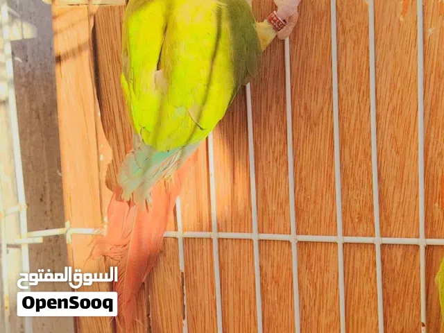 السلام عليكم كوبية كنيور