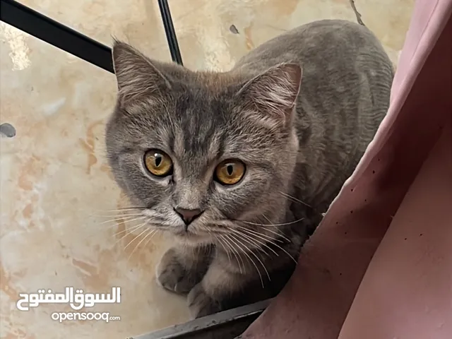 قطه بريتش شورت هير مكس شيرازي