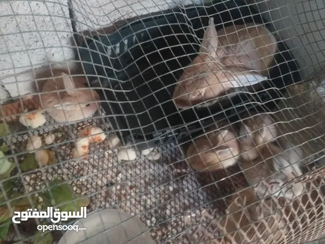 كوبية الماني العمر 9 شهور تحتهم 5 فروخ عمر 3 اسابيع الانثى اسبوعين وتولد من جديد ذكر الابيض ورصاصي