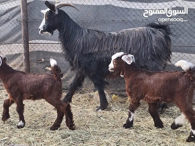 للبيع شوه ثنتين وجاعدة كل وحده تحتها توم اثنين ماشاءالله تبارك الرحمان للتواصل على الواتس اب