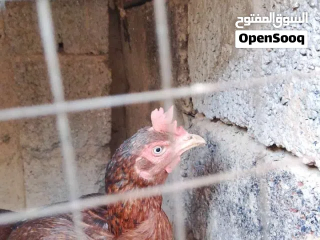 دجـاجـة للبيع بسعر مايتفوت