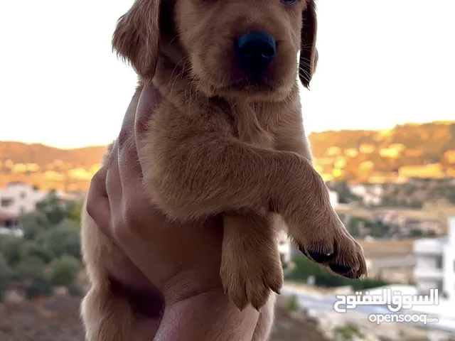 Golden Retriever
