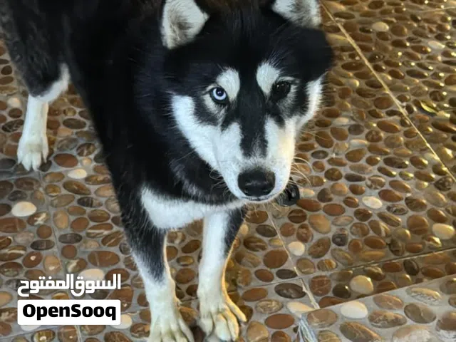 هاسكي للبيع