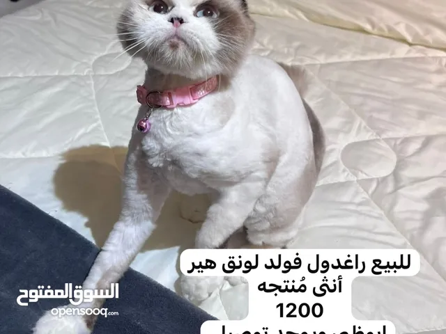 راغدول فولد لونق هير انثى منتجه انتجت مره واحده