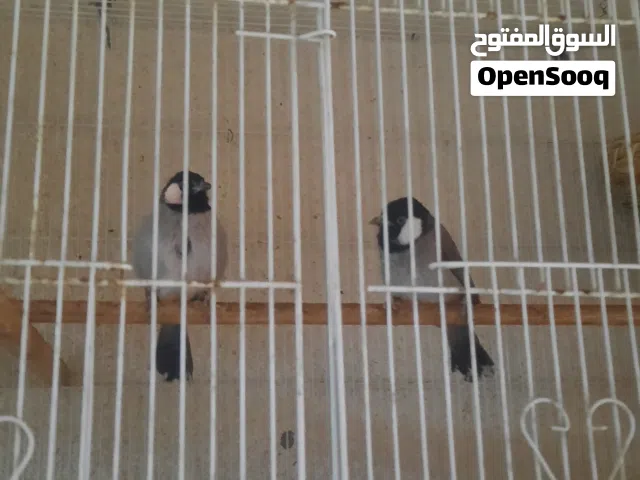 زوج بلابل أليفات أقرا الوصف