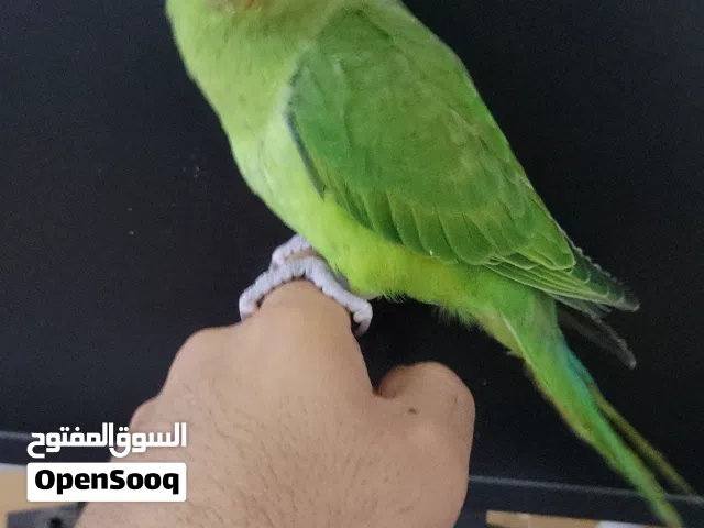 فرخ دره مفطوم اليف