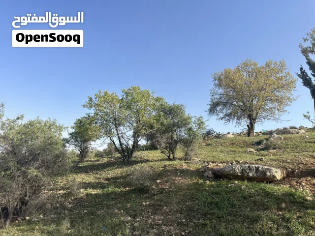 ارض للبيع في بيرين سكن ( ج ) 500 متر فرصة استثمارية