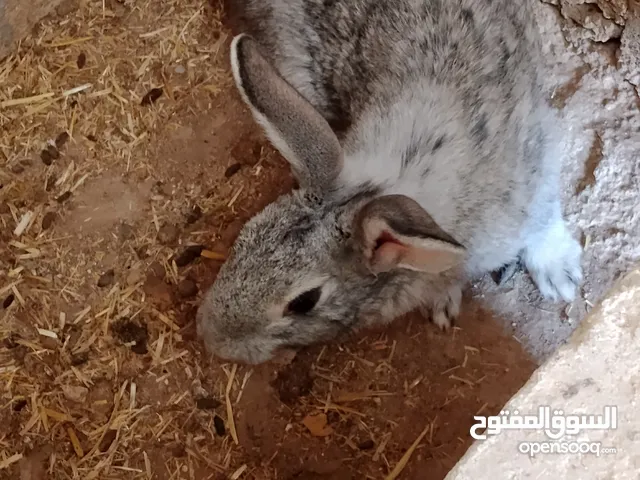 ارانب للبيع