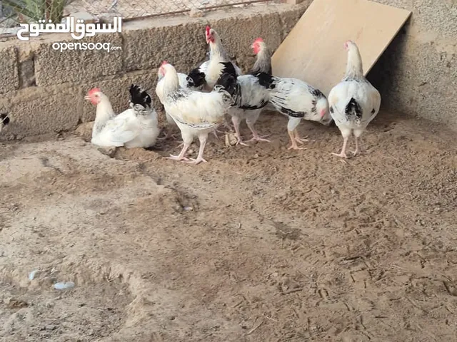 دجاج للبيع شوف الوصف.