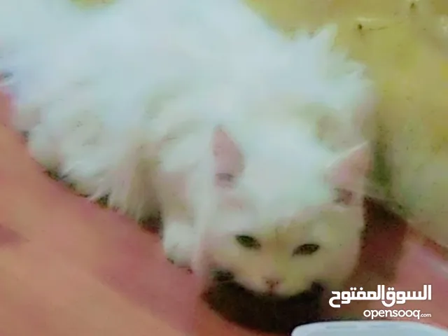 قطه شيرازي
