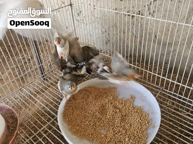 زيبرا  للبيع