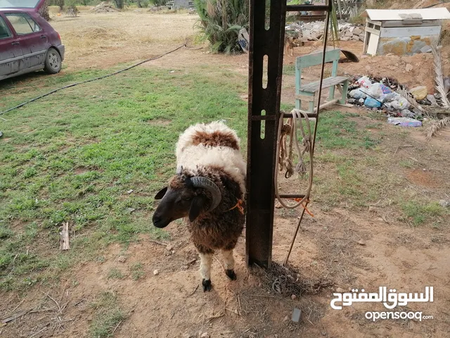 حولي وطني للبيع