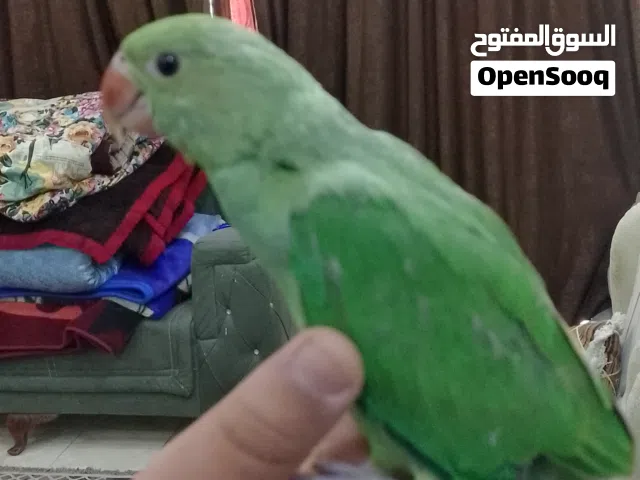 طائرة درة هندي صغير عمره شهرين اليف طينة للبيع التفاصيل في الوصف