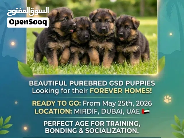 Pet for life- German shepherd puppies