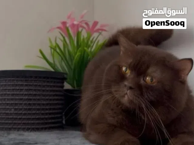 Chocolate British Shorthair - شوكليت بريتيش شورت هير (للتزاوج)