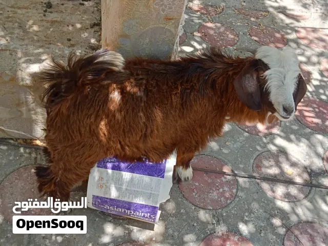 مشروع فحل من حلال بني سعيد لاصلي سلاله أبا عن جد من حلال اولاد المرحوم حميد السعيد الرستاق