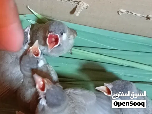 بلابل افراخ