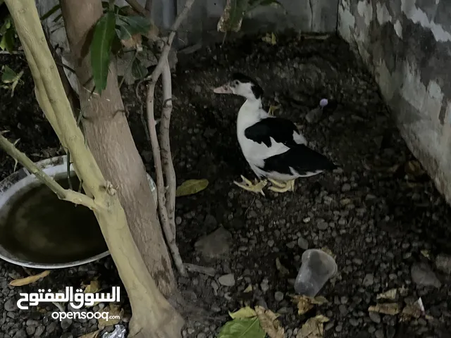 بط ذكر عمره تقريبا 5 شهور