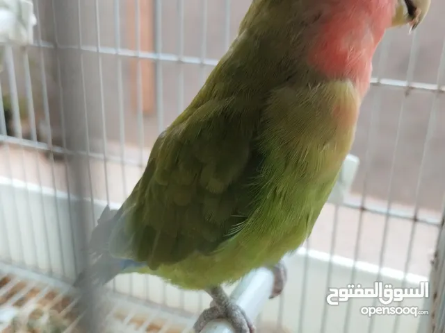 انثى بركاديلو روز
