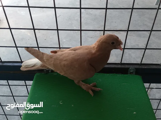 جوز مكاوي فراخ