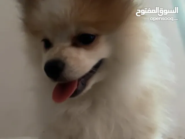 كلب بومرينيان للبيع