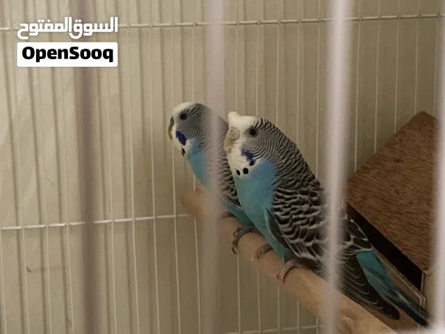 طيور باجي ذكر و انثه