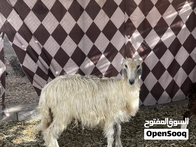 كبش نجدي للبيع