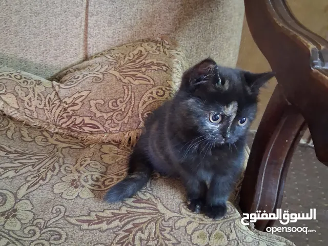 قططط من نوع سيامي ذكر و انثى