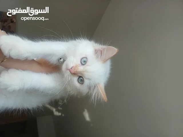 Adorable Himalayan Pekeface Kitten– Healthy, Trained & Vaccinated قط هيمالايا بيكي فيس لطيف