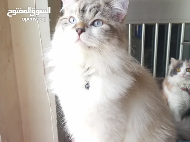 قط ذكر العمر 10 شهور هملايا شوكلت