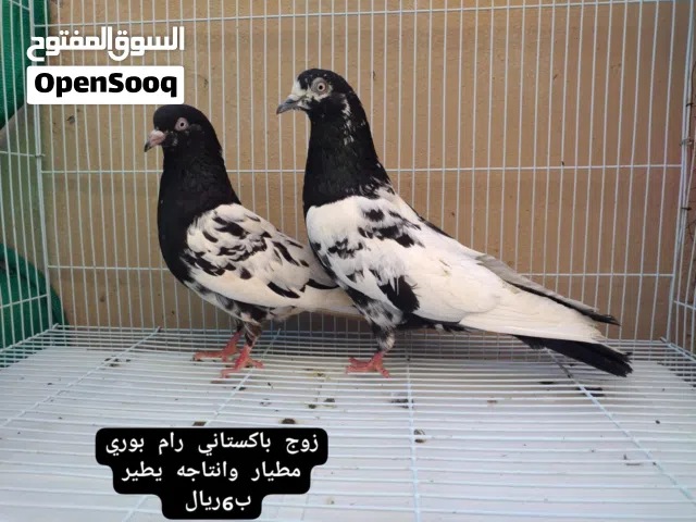ازواج باكستاني مطيار بساعات وفرديات يوجد توصيل حسب الاتفاق اقرا والصف تحت