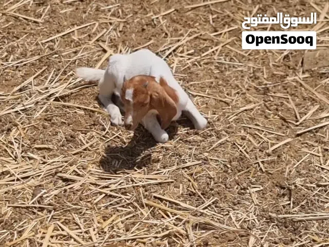 توام جدايه برقوت الافريقي للبيع العمر ثلاثه اشهر