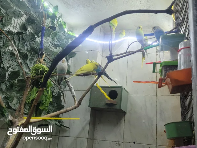 عصفير حب الجوز 10 دنانير شغال ان شاءالله موجود 5 جواز