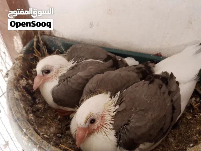 موجود 40فرخ زاجل تقريباً