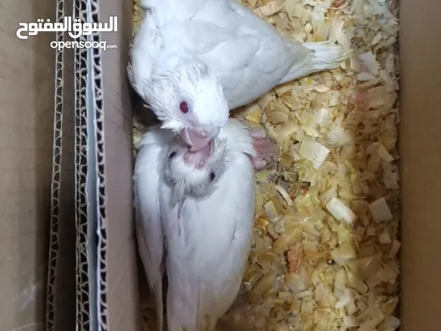 فرخين كوكتيل البينو