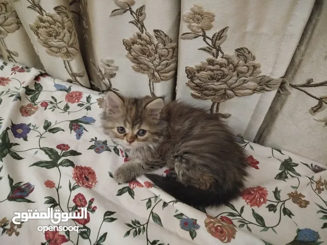 Baby Persian and Turkish Kittens