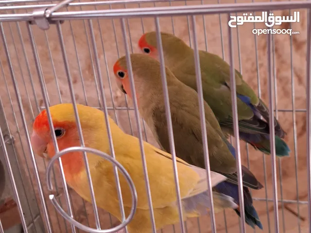 اربع طيور روز ملونين للبيع بداعي السفر